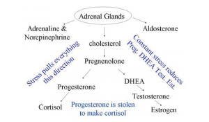 adrenal