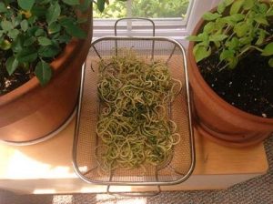 zucchini pasta