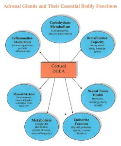 cortisol